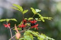 Small-leaved plane Ochna serrulata with red sepals, black berries